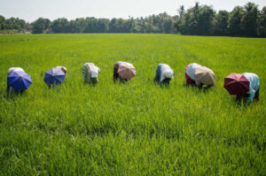 Photo: Rice farmers in Kerala, India, courtesy Mathieu Schoutteten @ Flickr